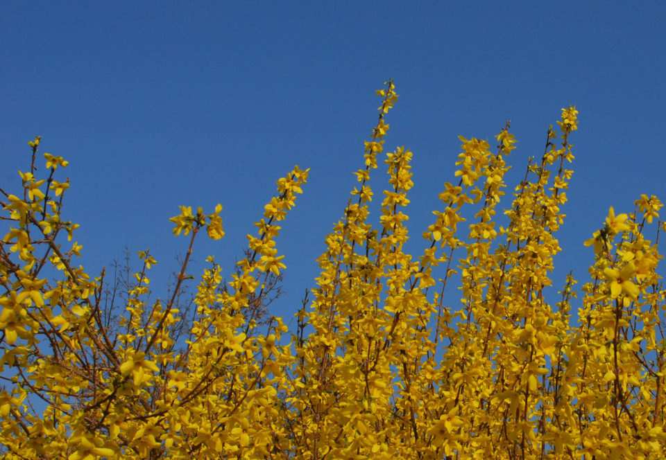 Frühling in Italien