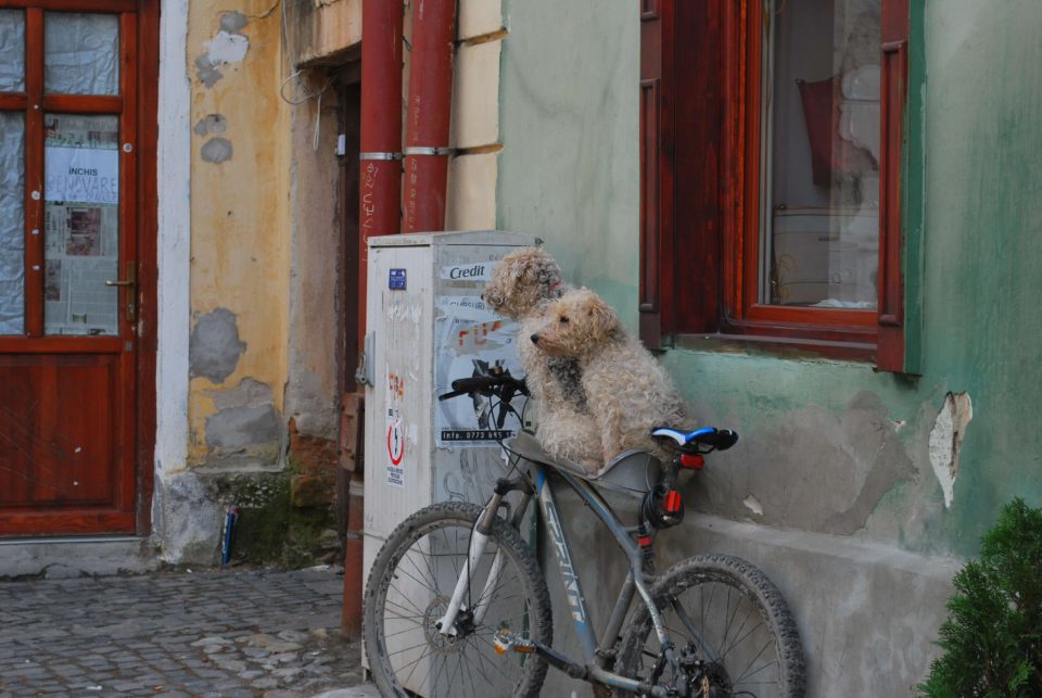 Hündchen in Sibiu