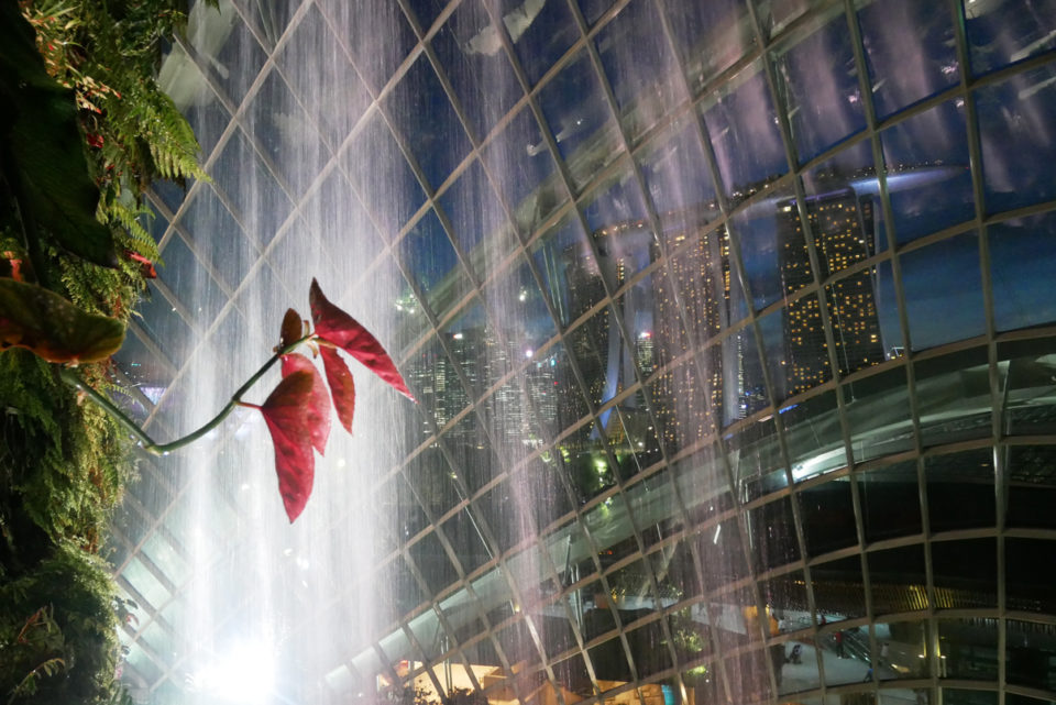 cloud forest singapore