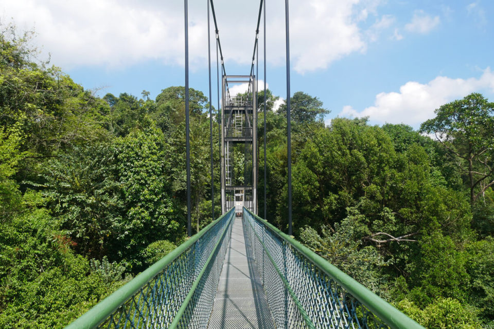 singapore tree top walk