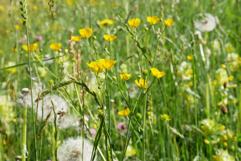 brixental natur