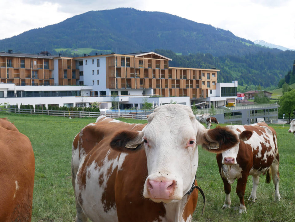 hohe salve hotel kuh