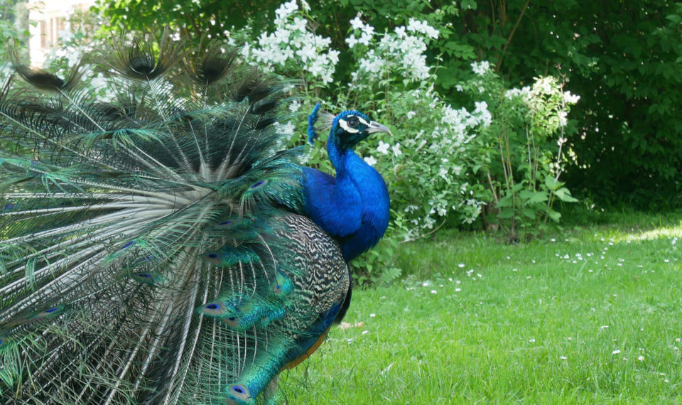 schloss eggenberg pfau