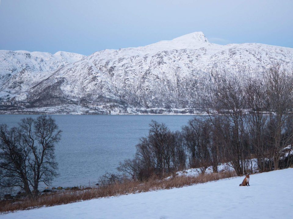 fuchs troms norwegen