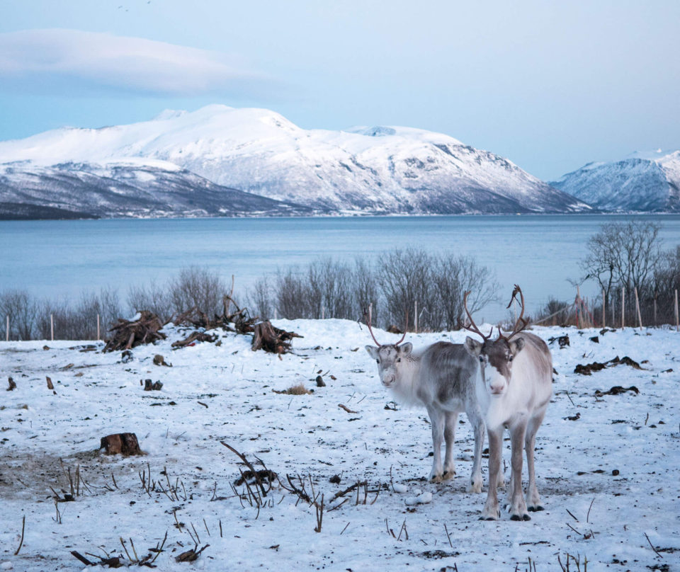 rentiere troms norwegen