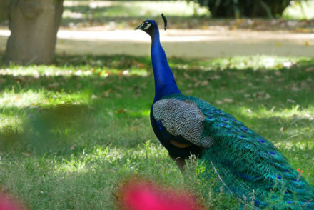 pfau alcazar sevilla garten