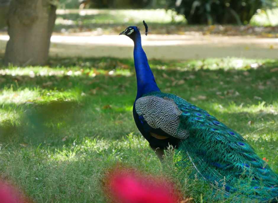 pfau alcazar sevilla garten